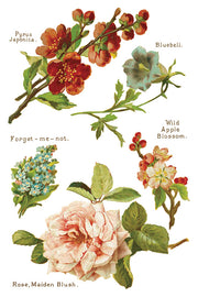 Lover of Flowers - IOD Transfers - (8) 8x12 sheets