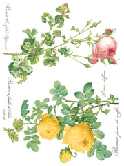 Rose Botanical - IOD Transfer (8) 12 x 16 sheets