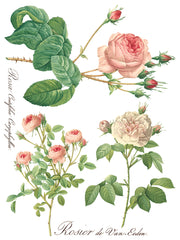 Rose Botanical - IOD Transfer (8) 12 x 16 sheets