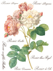 Rose Botanical - IOD Transfer (8) 12 x 16 sheets