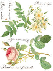 Rose Botanical - IOD Transfer (8) 12 x 16 sheets