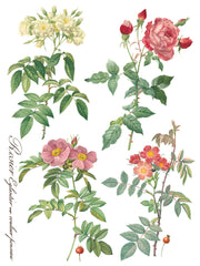 Rose Botanical - IOD Transfer (8) 12 x 16 sheets