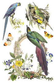 Flora Greca - IOD Transfer - (8) 8 x 12 pages